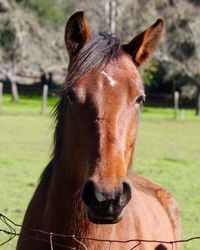 Close-up portrait of a horse