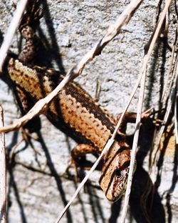 Close-up of lizard on tree