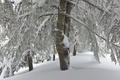 Snow covered trees in forest