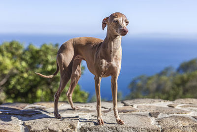 Close-up of dog on rock