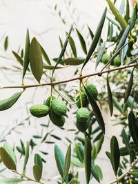 Close-up of green leaves