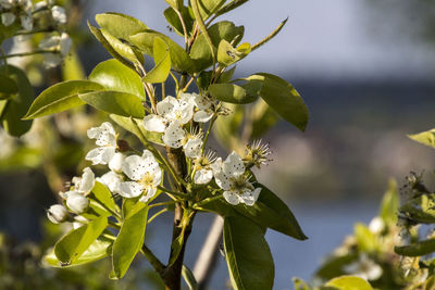 Close-up of white flowering plant