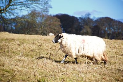 Walking sheep in a field