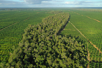 Conservation forest from palm oil plantation