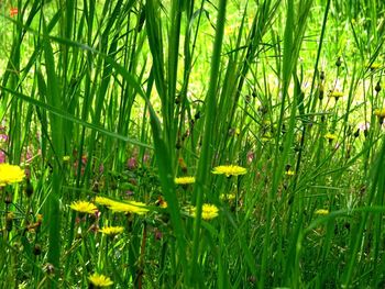 Plants growing on field