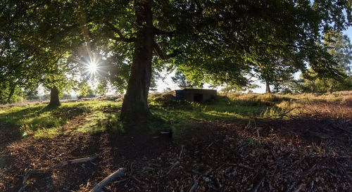 Trees on field against sky