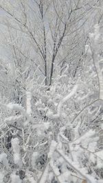 Bare trees on snow covered landscape