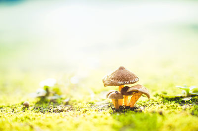 Close-up of mushroom on field