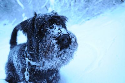 Close-up of dog covered in snow