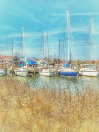 Sailboats in marina