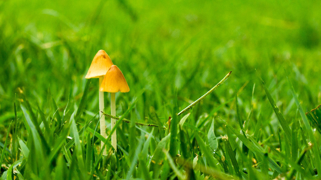 CLOSE-UP OF MUSHROOM ON FIELD