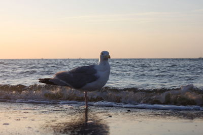 Bird on beach against sky during sunset