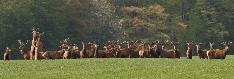 Herd of deer in forest