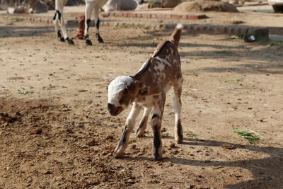 Close-up of horse on field