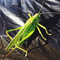 High angle view of insect on leaf