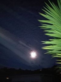 Low angle view of palm tree against sky at night