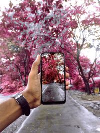 Cropped hand photographing pink flowering tree from phone on road