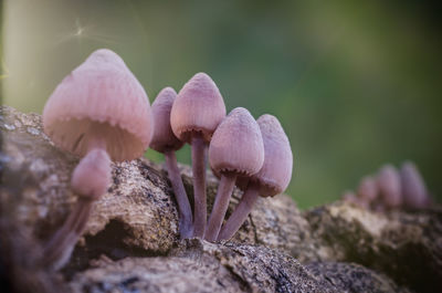 Close-up of mushrooms growing on rock