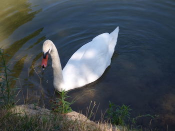 High angle view of swans swimming in lake