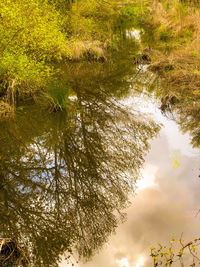Reflection of trees in lake