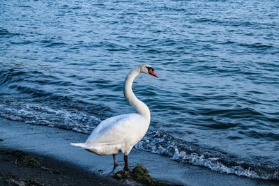 Swan in sea