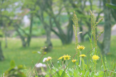 Close-up of flowering plant on field