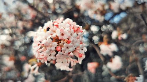 High angle view of pink cherry blossom