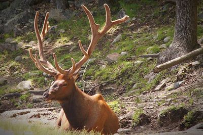 Deer in forest