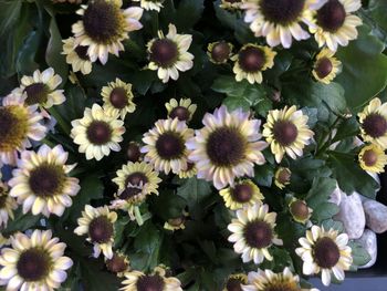 High angle view of daisy flowers