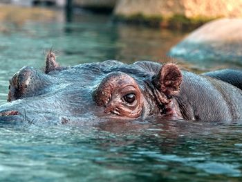 Portrait of hippopotamus swimming in lake