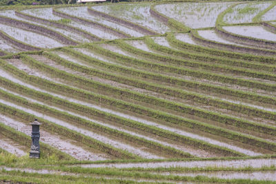 High angle view of agricultural field