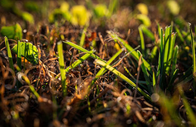 Close-up of plants growing on field