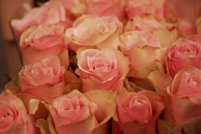 Close-up of pink roses