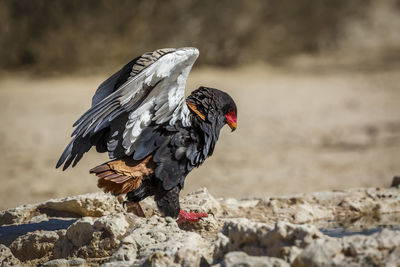 Bateleur Eagle