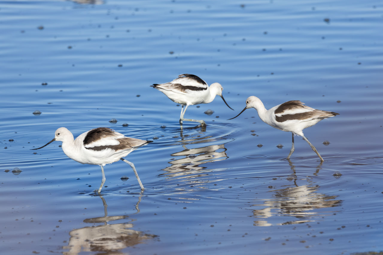 bird reflection in water 2024 American Avocets California Charleston Slough January Mountain View Santa Clara County Shoreline Birds No People Stilt Group Of Animals Reflection Animal Wildlife Lake Nature Animal Themes Animal Wildlife Water Outdoors Beauty In Nature Side View Bird Day