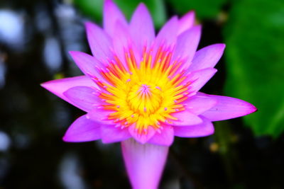 Close-up of pink water lily in pond