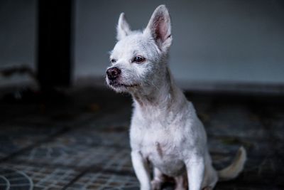 Close-up of a dog looking away