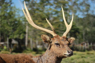 Close-up of deer on field