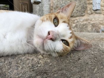 Close-up portrait of a cat