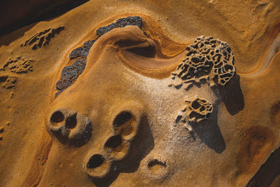 Close-up of animal sculpture on sand