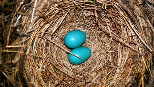 High angle view of robin eggs in nest