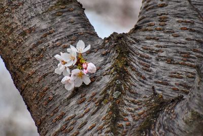 Close-up of white flower tree