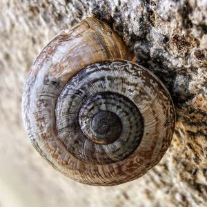 Close-up of snail