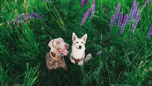 View of a dog on field