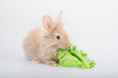 Close-up of lizard on white background