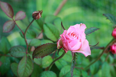 Close-up of pink rose