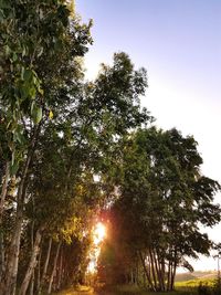 Low angle view of trees against sky