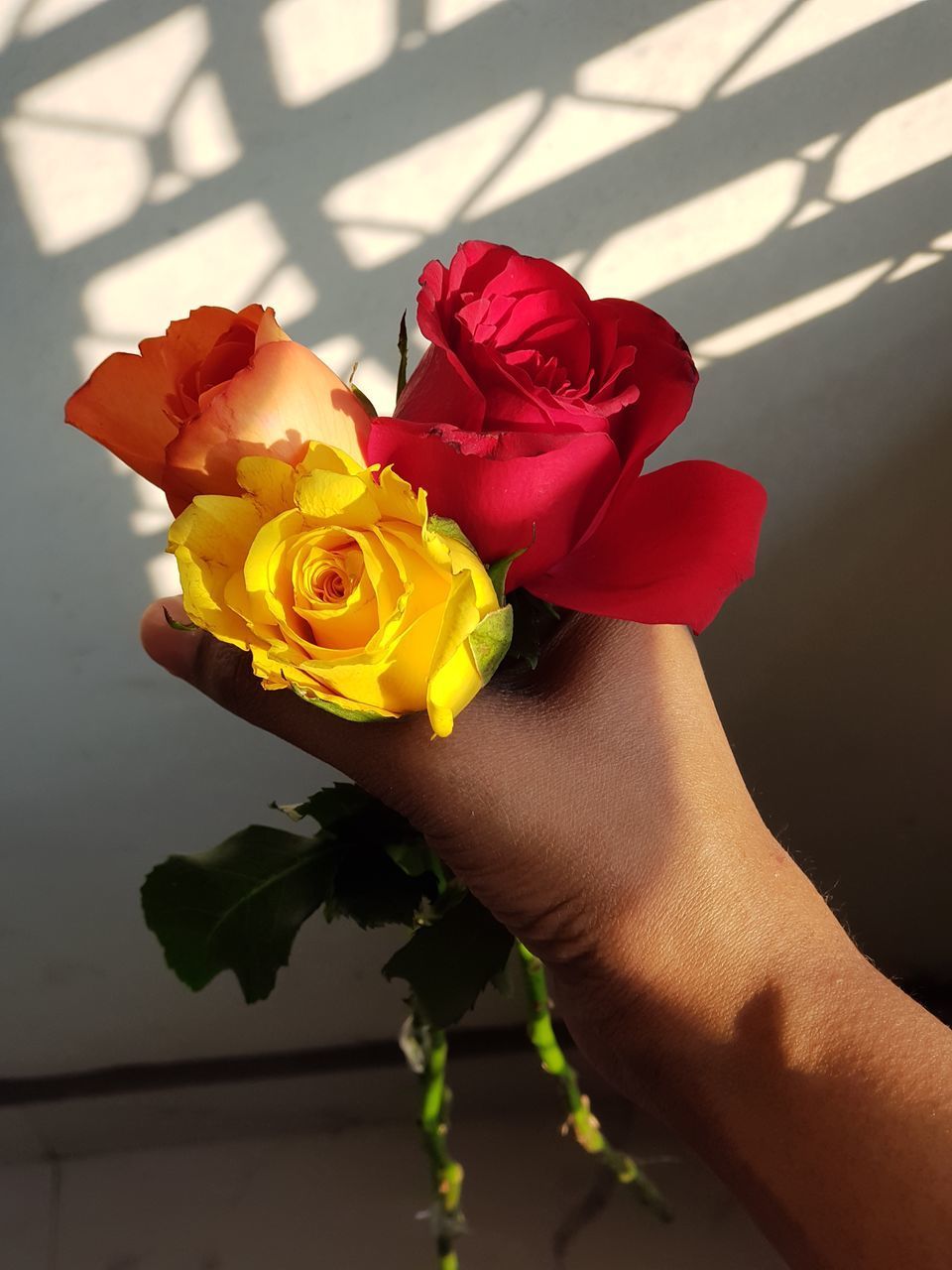 CLOSE-UP OF HAND HOLDING RED ROSE