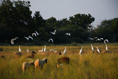 Flock of birds on grassy field