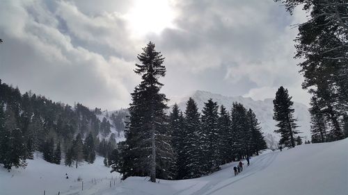 Pine trees on snowcapped mountains against sky